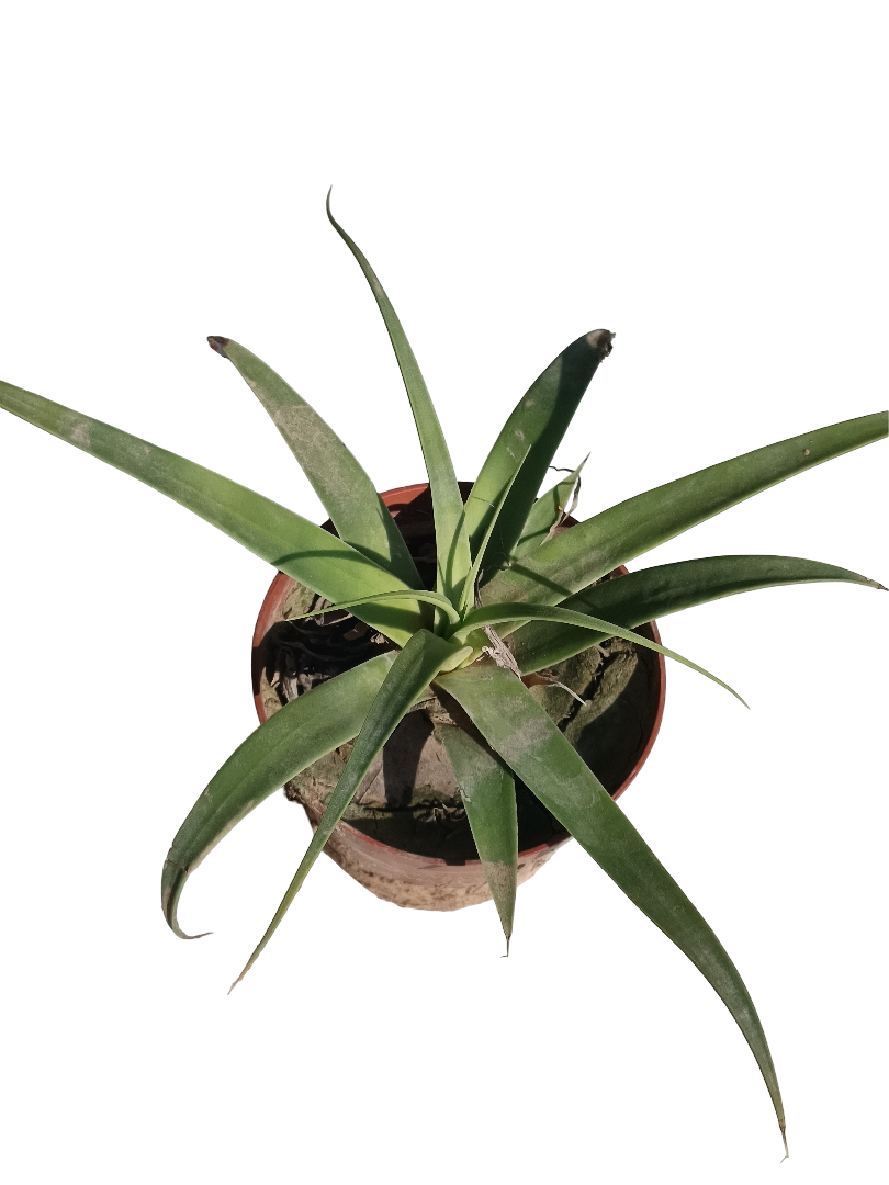 Agave Bracteosa Planta Suculenta Ø8 Cm_0