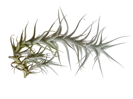 Tillandsia Albida Var Minor Planta Natural Clavel Del Aire 5-7 Cms_0