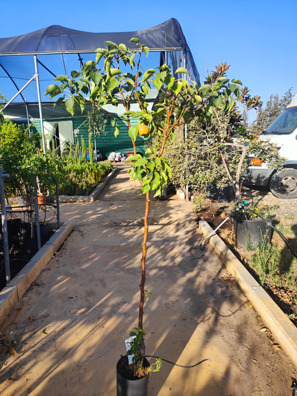 Peral Nashi Maceta 140CM_1