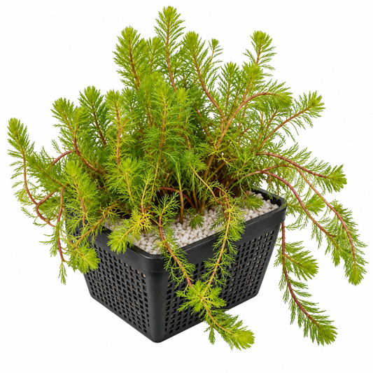 Milhojas Myriophyllum Rubricaule - 4 Plantas Con Cesta Y Arcilla_0