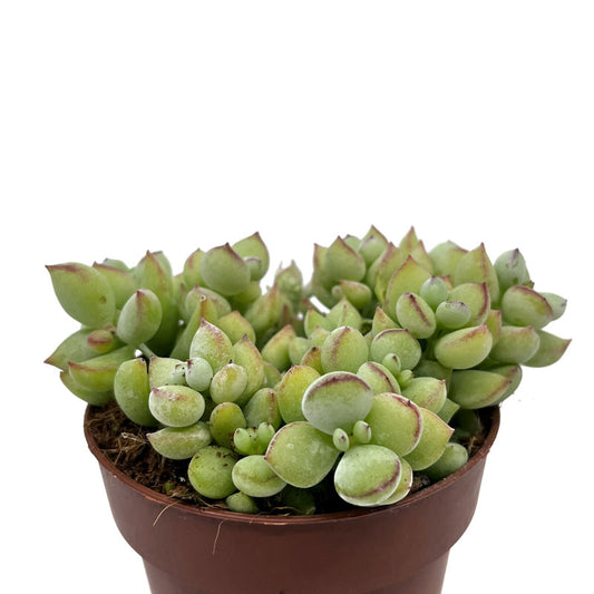 Cotyledon Pendens Cactus Y Suculentas M8,5 cm Ø_0