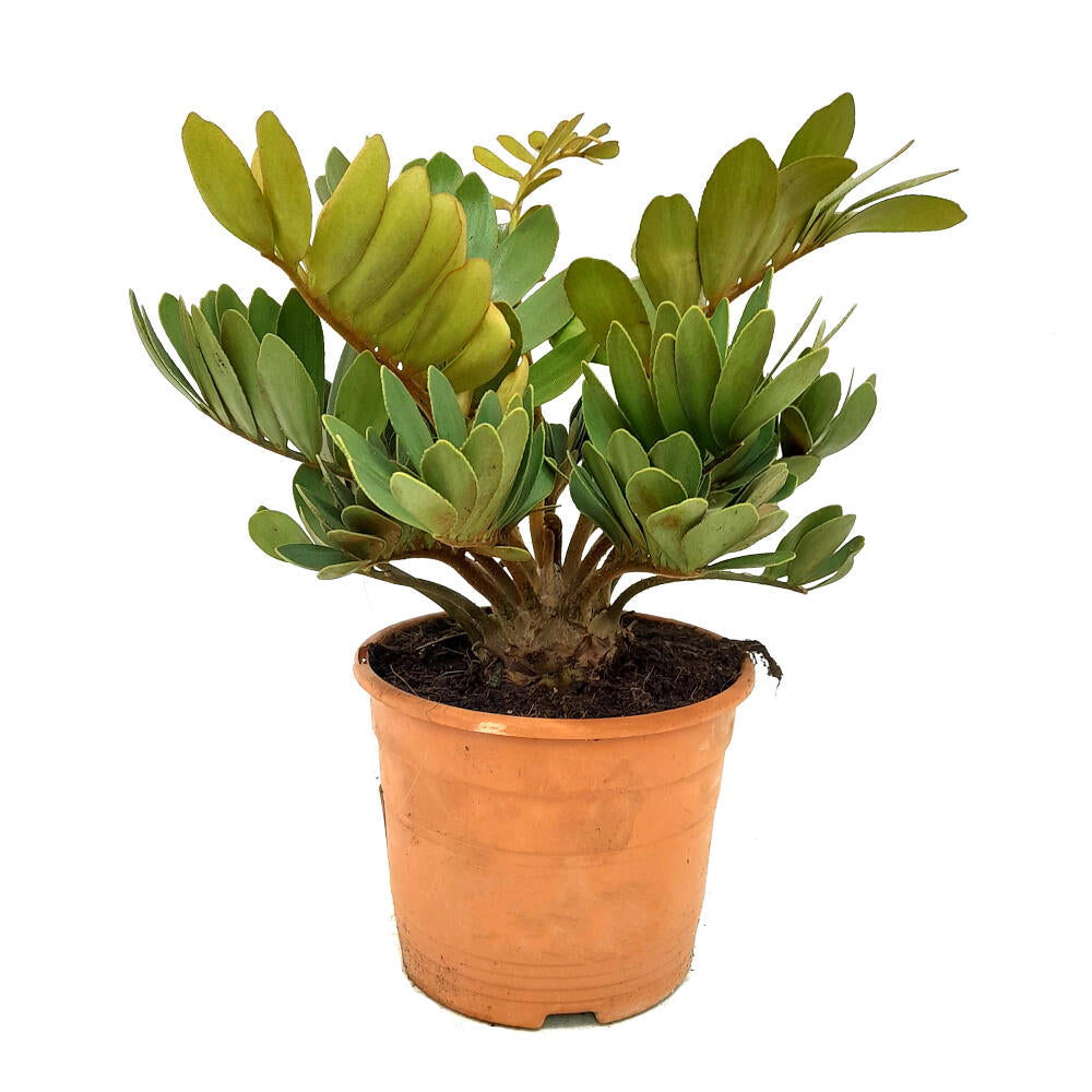 Zamia Furfuracea M20 40cm (palma Bola)_0