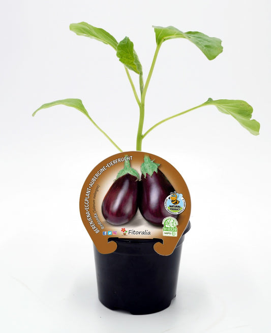 Plantón Berenjena Redonda En Maceta 10,5 Cm. Natural - Fitoralia_0