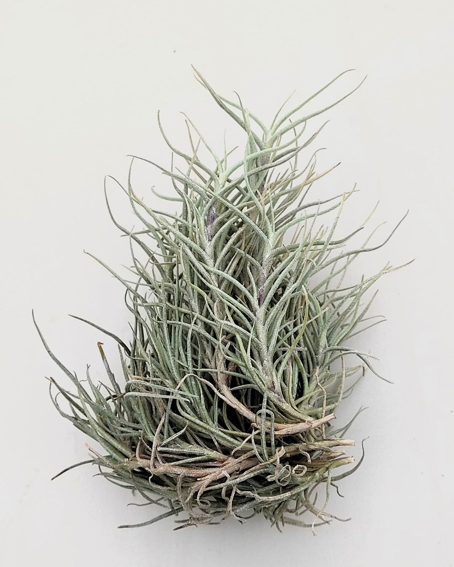Tillandsia capillaris; tillandsia liquen, planta del aire; Curiosarium; altura 8 cm, diámetro 12-15 cm_1