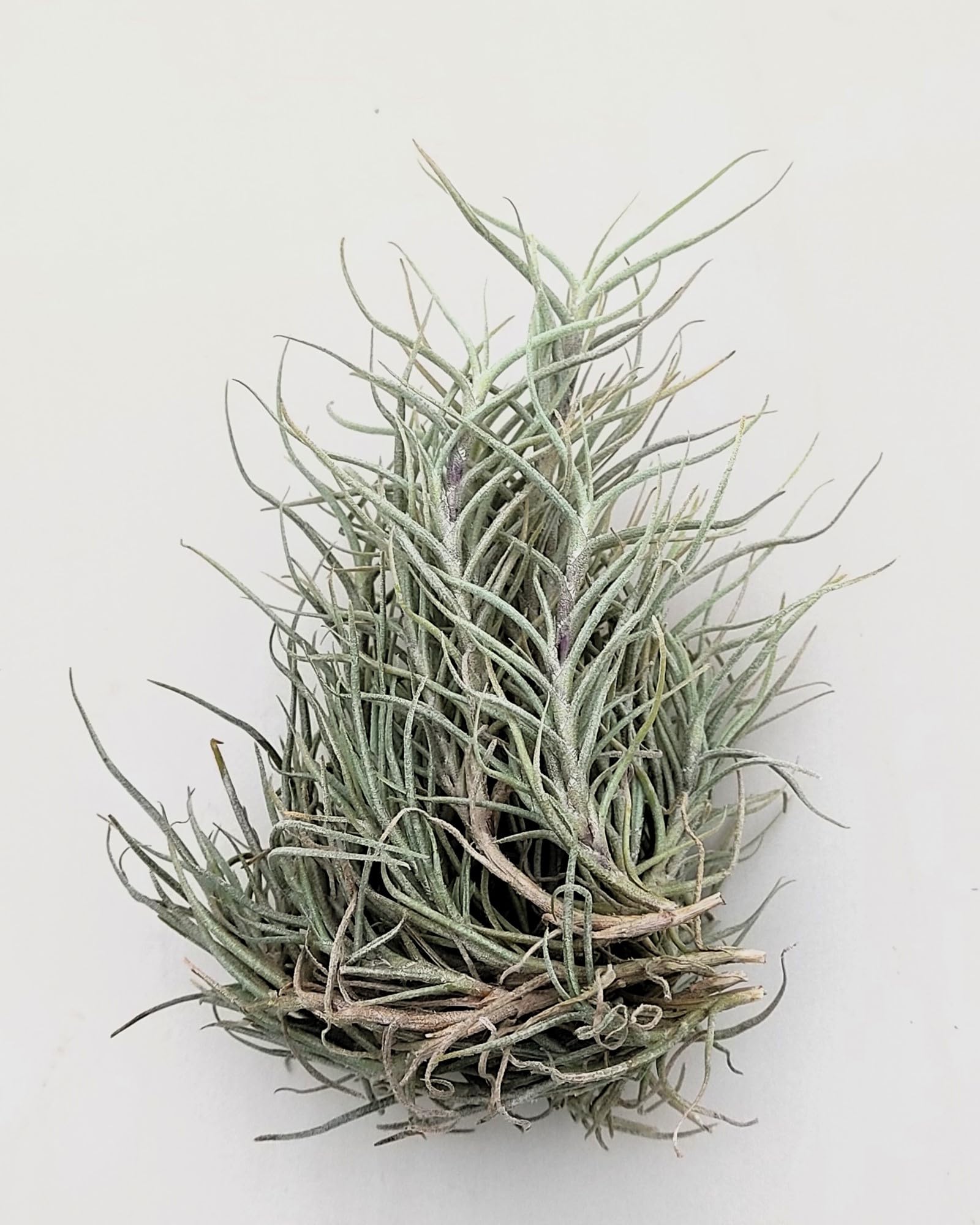 Tillandsia capillaris; tillandsia liquen, planta del aire; Curiosarium; altura 8 cm, diámetro 12-15 cm_1