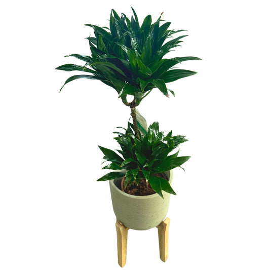 Dracena Compacta Planta De Interior M17 Maceta 17cm 2 Troncos 45/15_0