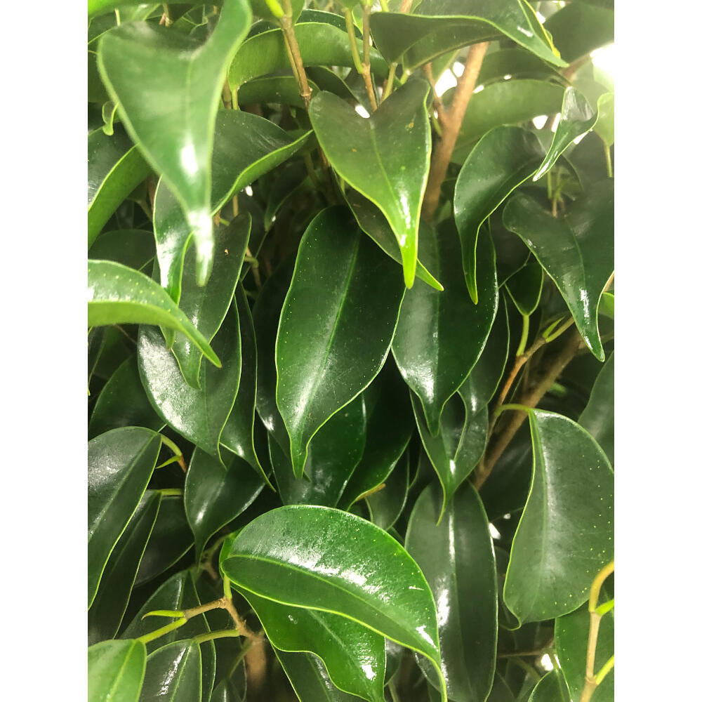 Ficus Daniel M20 120cm_2