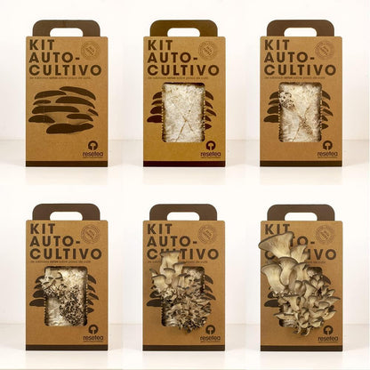 Kit Cultivo de Setas Ostra en Casa - Ingrediente Gourmet en 15 Días, Regalo Original - Resetea_4