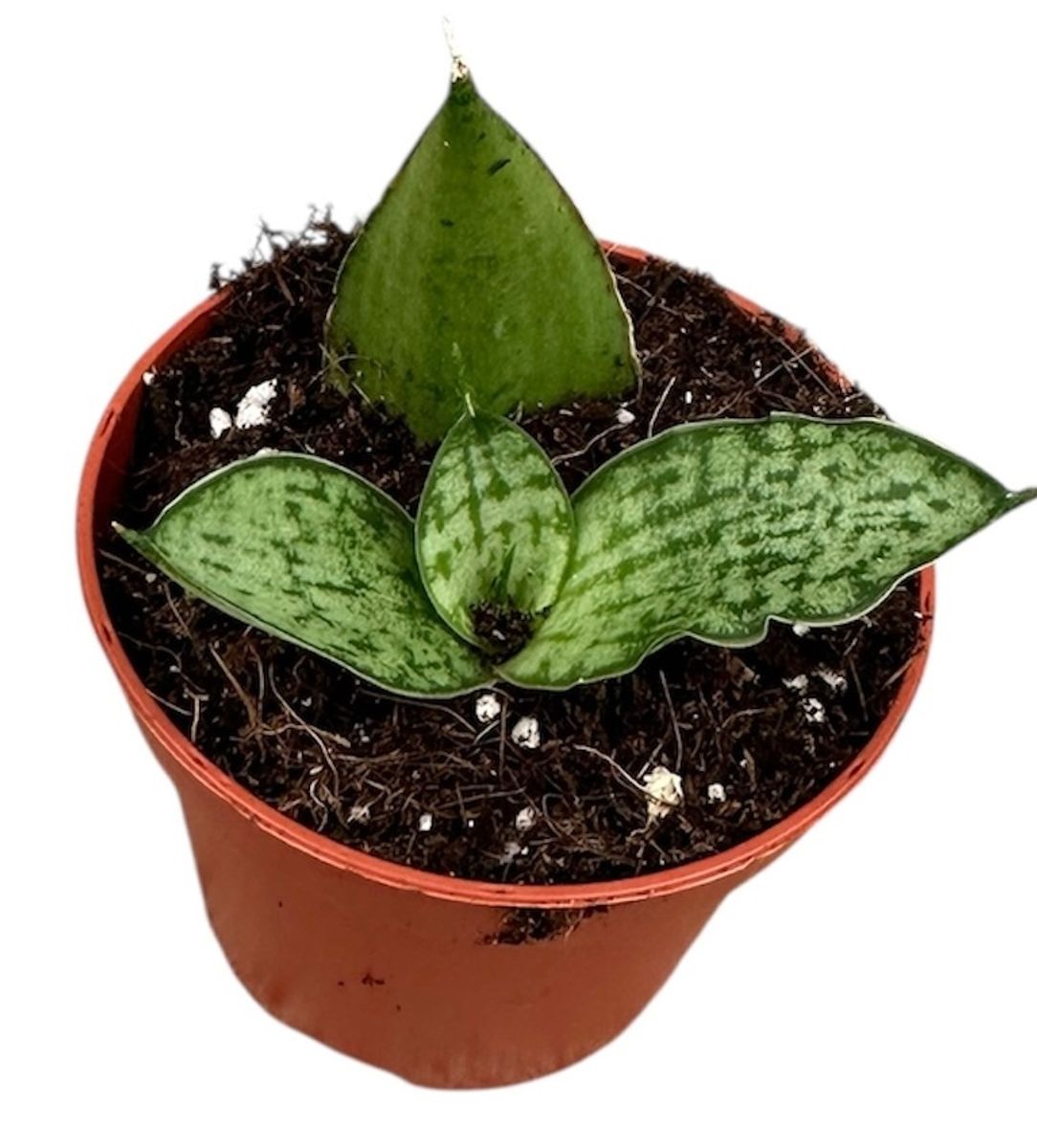 Planta Natural Sansevieria 'cinta' 1 Ud Ø 6 Alt. 5_0