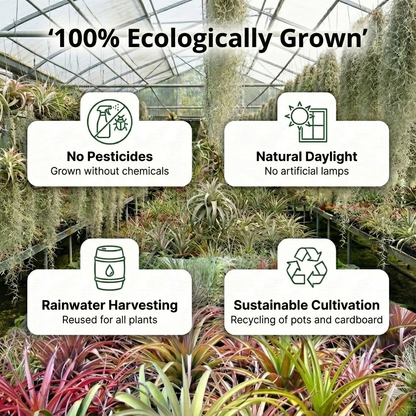Tillandsia - 10 Unidades - Plantas De Aire - Con Spray_5