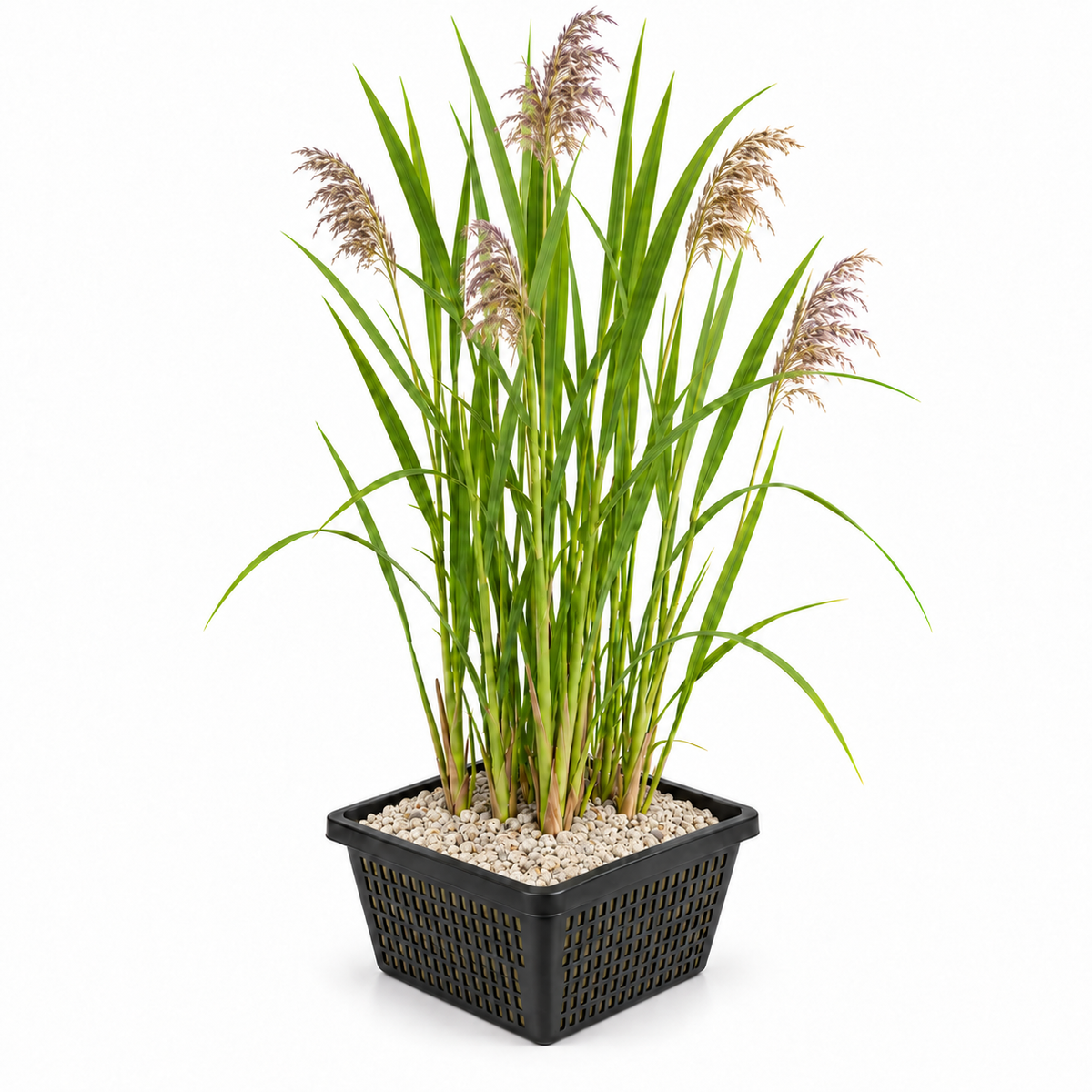 Carrizo - Phragmites Australis - Set De 4 Con Cesta_0