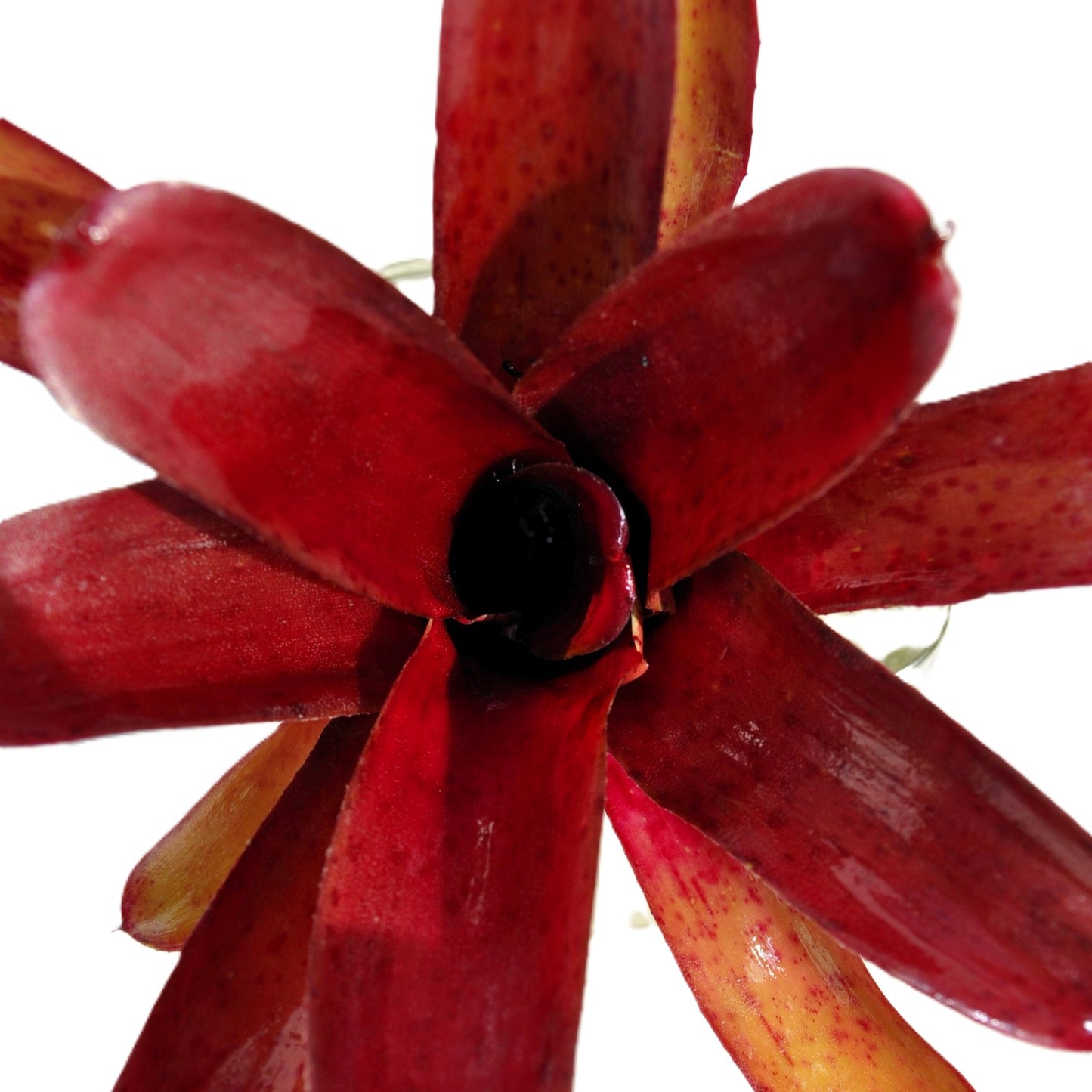 Neoregelia 'amazon', Bromelia Ornamental, Curiosarium, Altura 10 Cm, Diámetro 10 Cm, Sin Sustrato_3