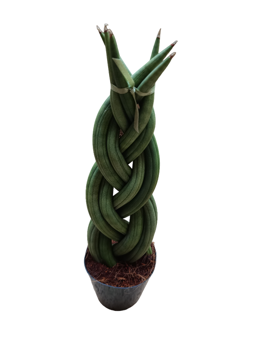 Sansevieria Twist 30 Cms Planta De Interior_0