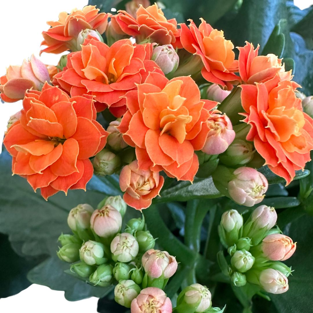 Kalanchoe Flor De La Fortuna (kalanchoe Blossfeldiana) Maceta De 15cm_1