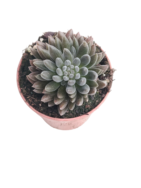 Crassula Negra Planta Suculenta Ø5_0