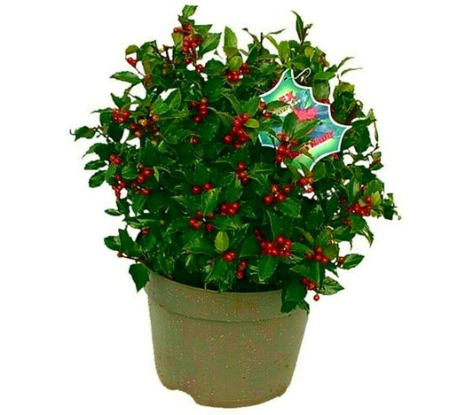 Ilex Blue Maid Bola M28 (acebo)_0