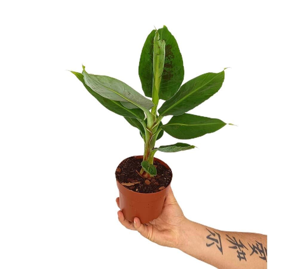 Musa Tropicana M12 30cm (platanera)_0