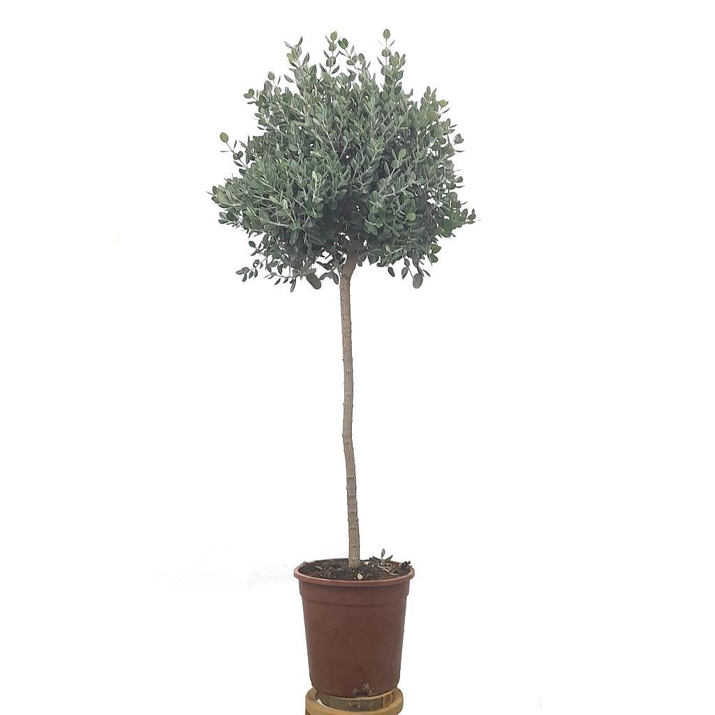 Metrosidero Excelsa Copa M25 150cm_0
