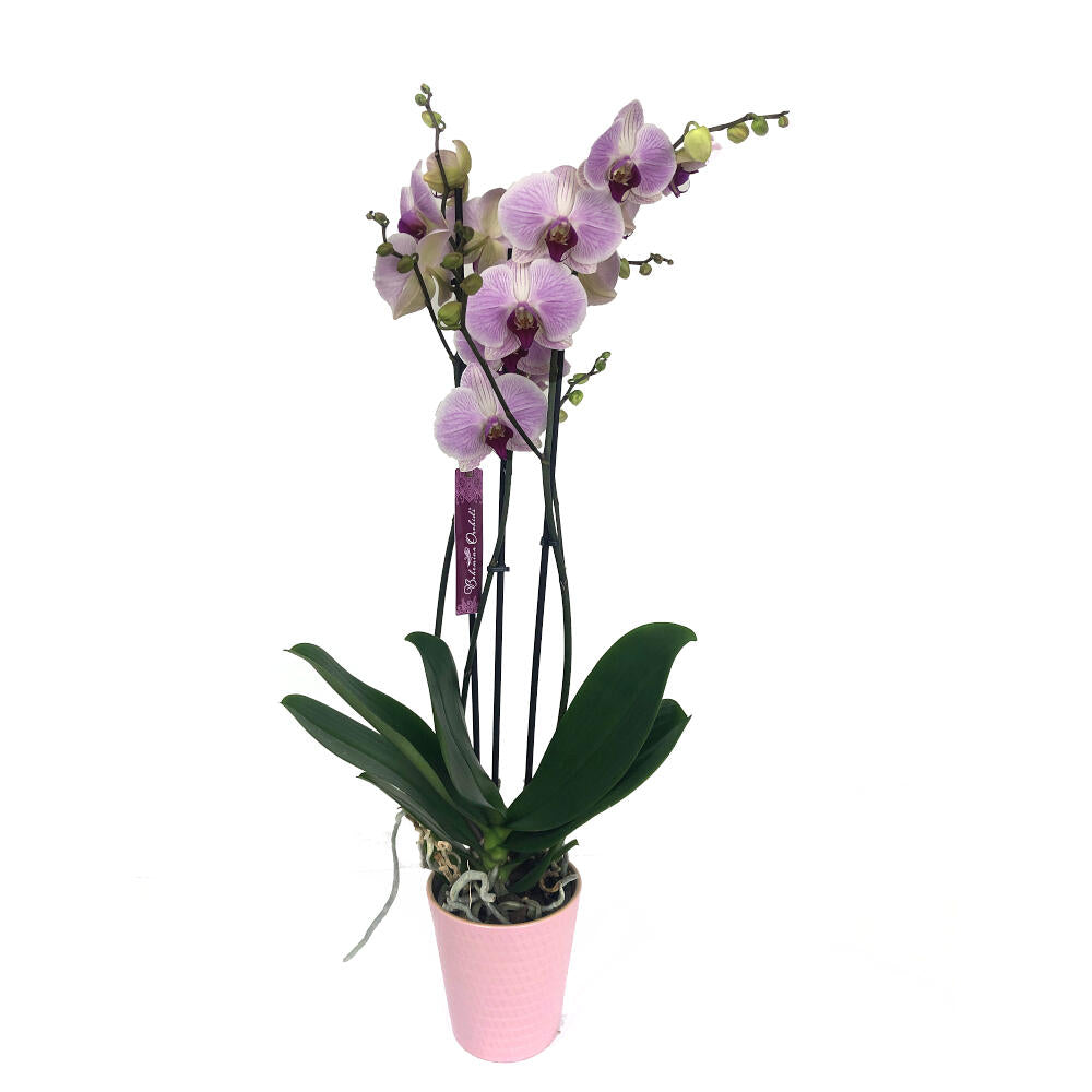 Orquidea Phalaenopsis Cleveland 2/3 Tallos M12 70cm_0