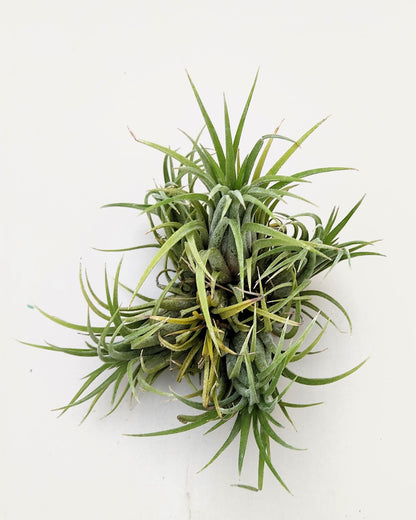 Tillandsia ionantha rubra "clump"; planta del aire, mata de plantas; Curiosarium; altura 10 cm, diámetro 15-18 cm_1