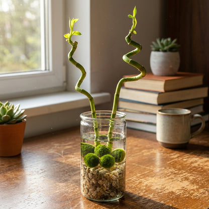 Lucky Bamboo Set De 2 - Vaso, Piedras Y 5 Bolas De Musgo Marimo - 40cm_4