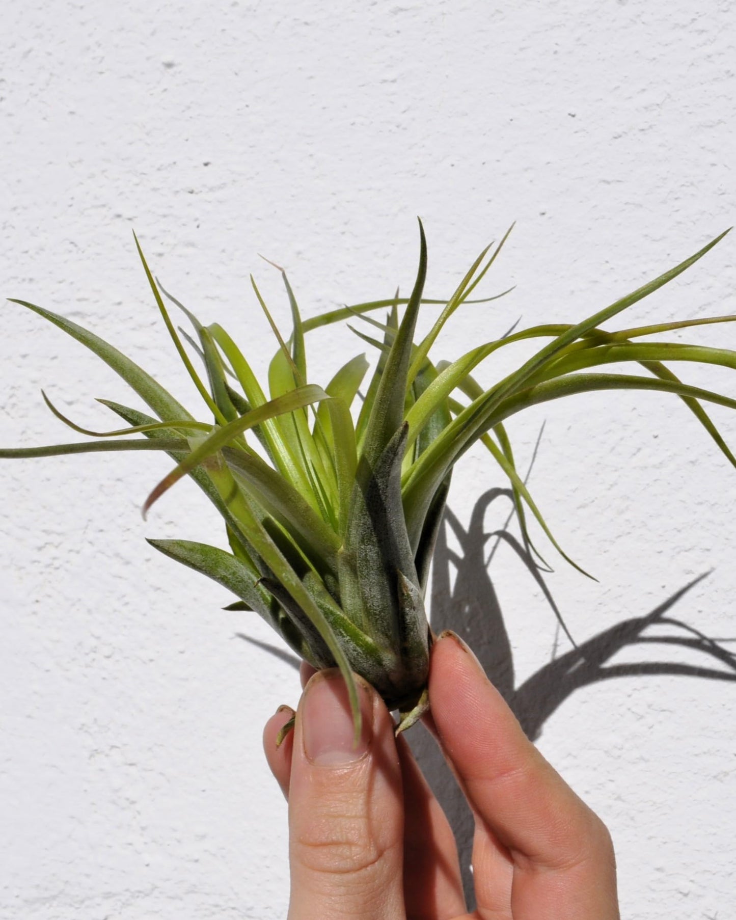 Tillandsia brachycaulos var. brachycaulos; planta del aire, verde/rojo; Curiosarium; altura 10-15 cm, diámetro 10-20 cm_4