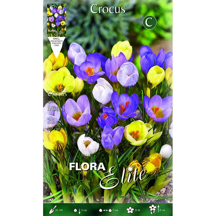 Bulbos Crocus mezcla de colores 15 uds