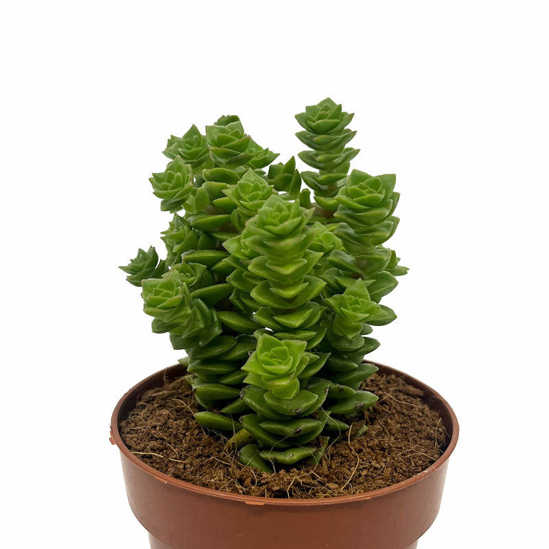 Crassula Green Pagoda Cactus Y Suculentas M8,5 cm Ø_0