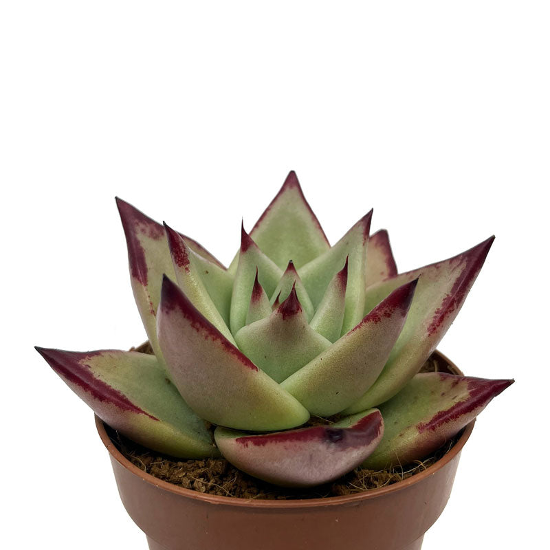 Echeveria Agavoides Ebony Cactus Y Suculentas M8,5 cm Ø_0