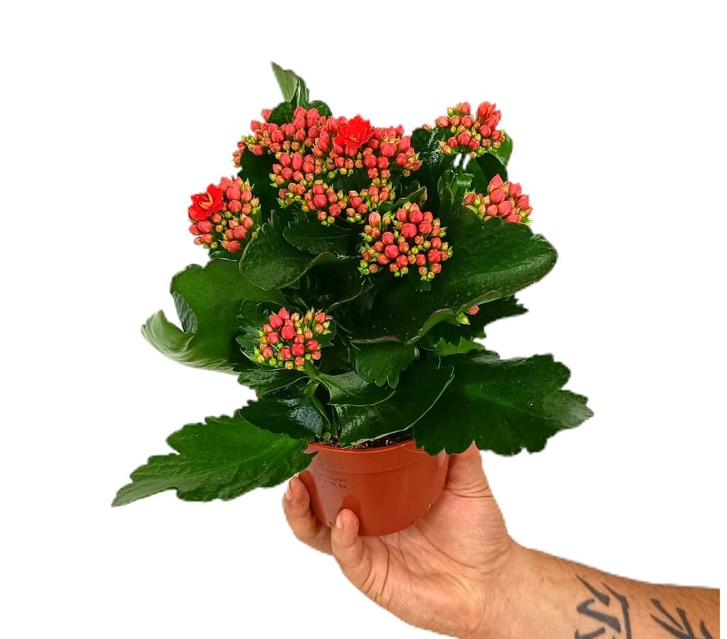 Kalanchoe Blossfeldiano Doble M12_0
