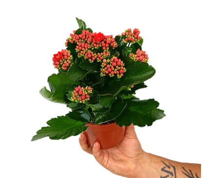 Kalanchoe Blossfeldiano Doble M12_0