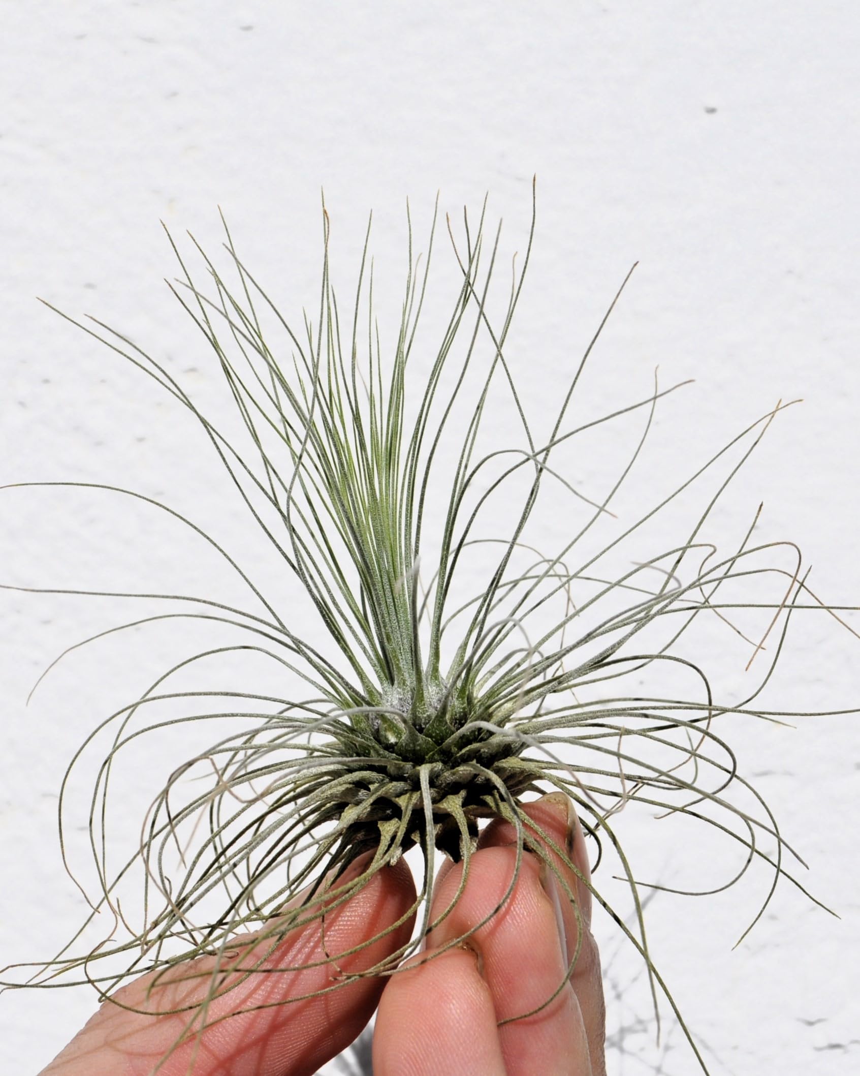Tillandsia fuchsii gracilis; erizo vegetal, planta del aire; Curiosarium; altura 5-10 cm, diámetro 7-15 cm_1