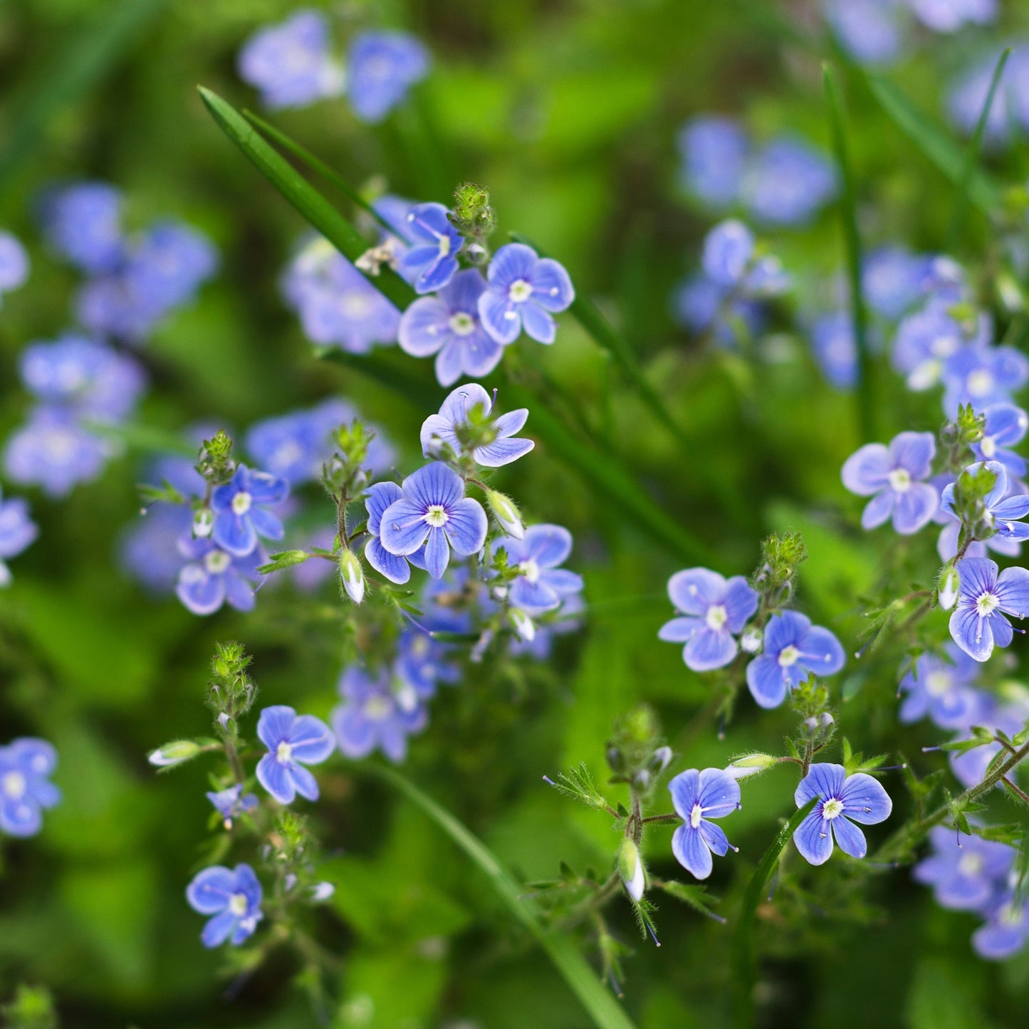 Nomeolvides Acuático - Myosotis Scorpioides - 15 Plantas_1