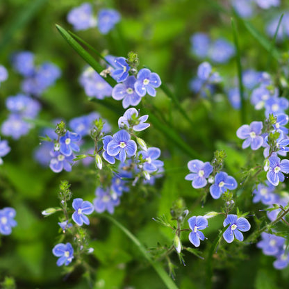 Nomeolvides Acuático - Myosotis Scorpioides - 15 Plantas_1
