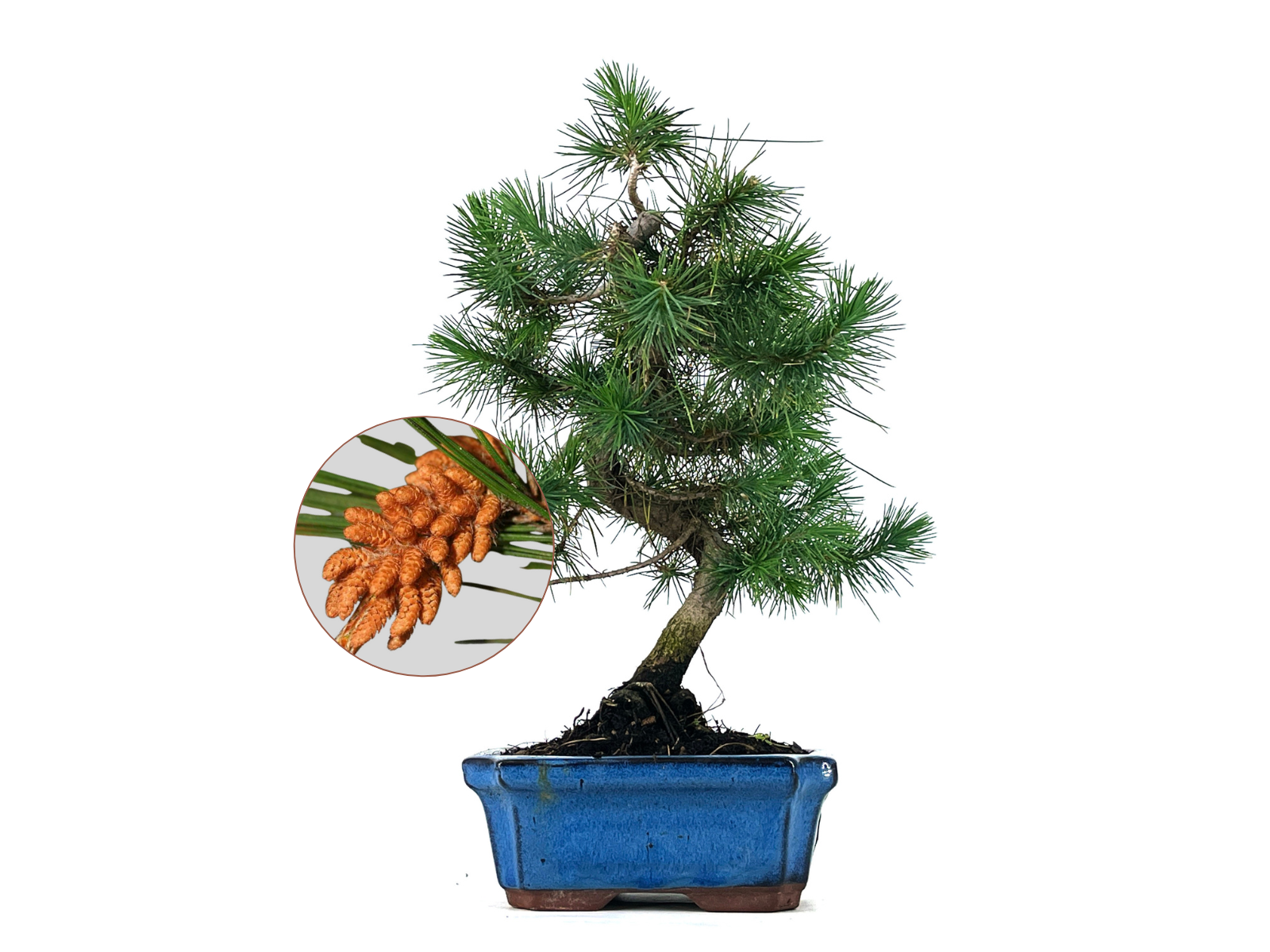 Bonsái Pinus Halepensis – Pino Carrasco 7 Años_0