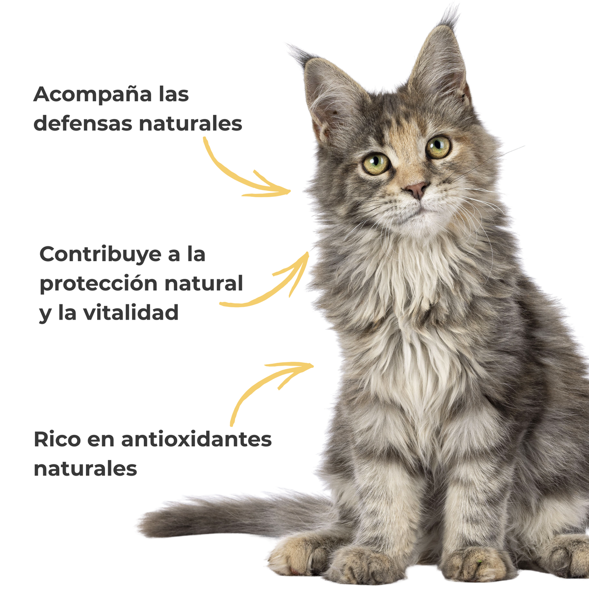 Propóleo ECO para perros y gatos – Defensas naturales – 100 g_4