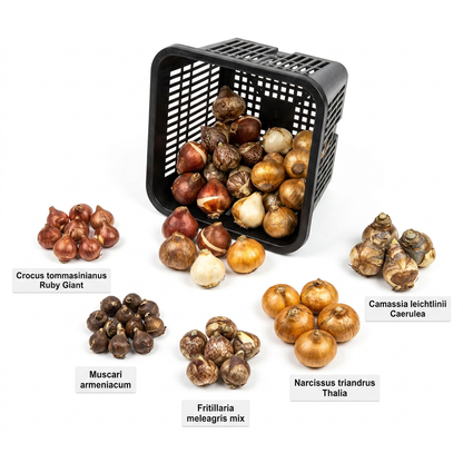 Aqua Bulbs Bee Mix - 35 Uds - Crocus, Muscari, Narcissus, Fritillaria, Camassia_3