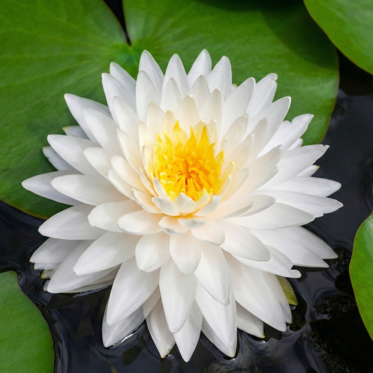 Nymphaea Bambi Nenúfar Estanque - Floración - Resistente - Con Cesta_2