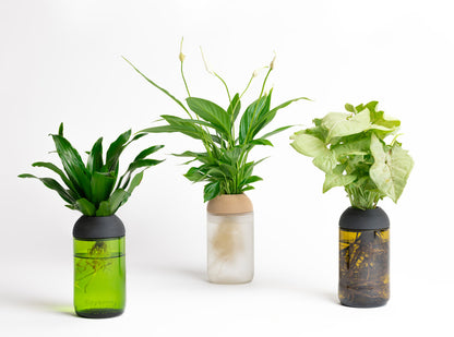 Macetero Transparente Citysens Con Planta Y Soporte De Pino – Verde, Vidrio Reutilizado Y Biofilamento De Madera 3d_1