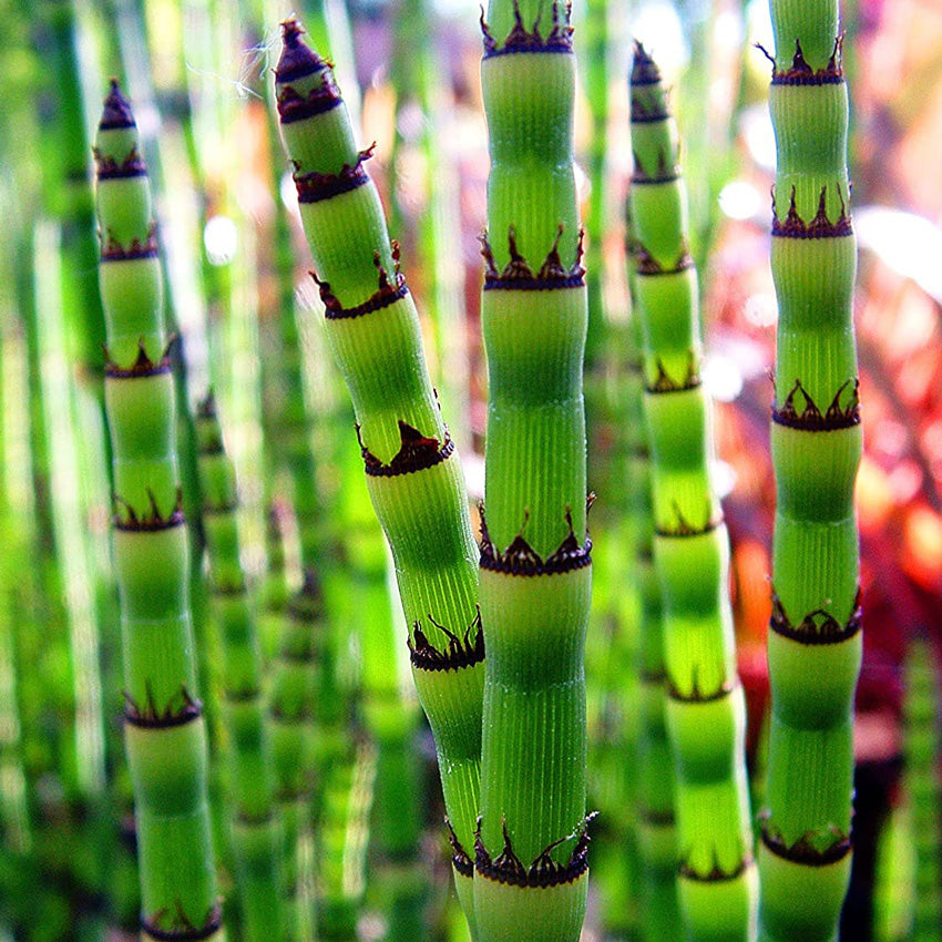 Cola De Caballo Acuática - Equisetum Fluviatile - 15 Plantas_1