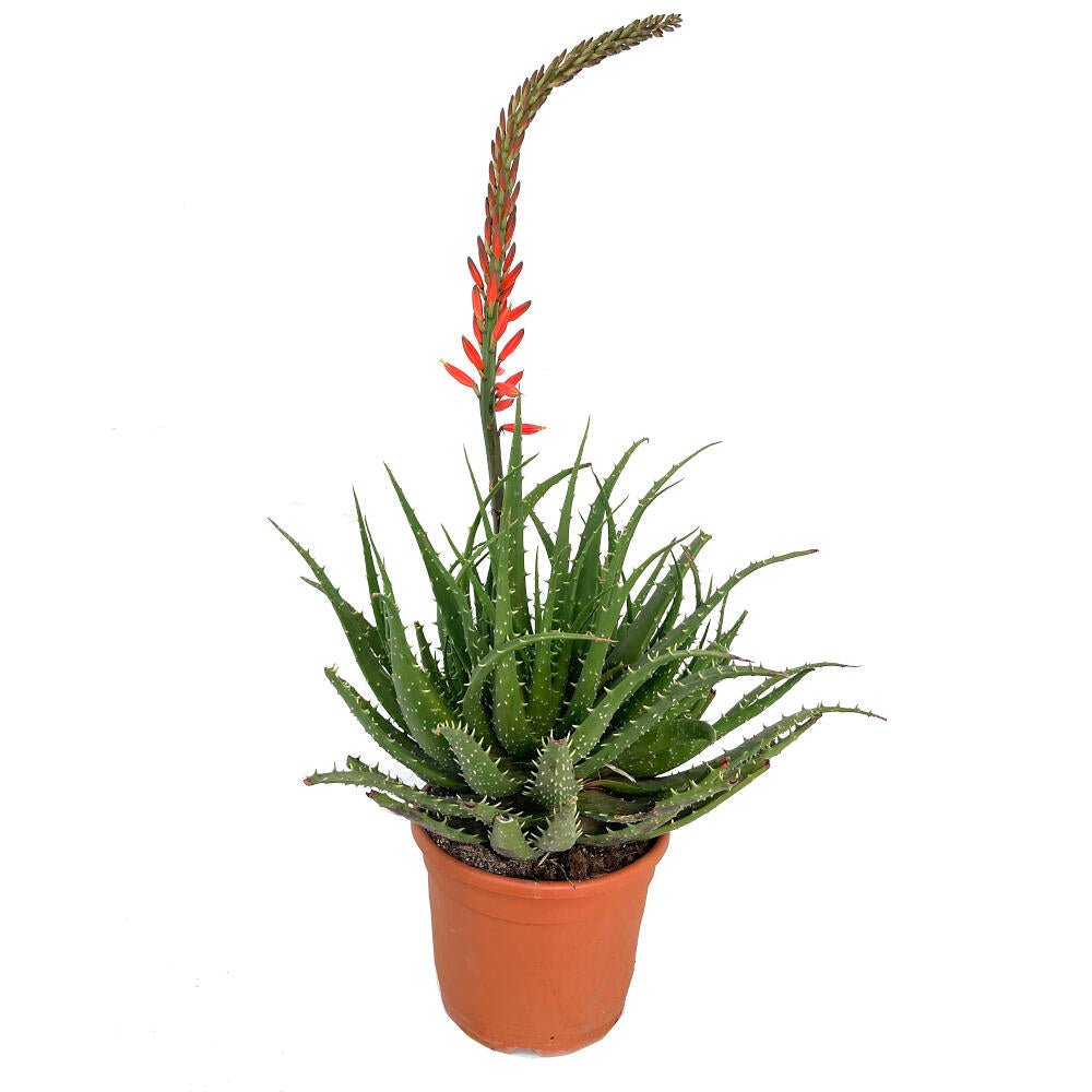 Aloe Spinosissima M24 90cm_0