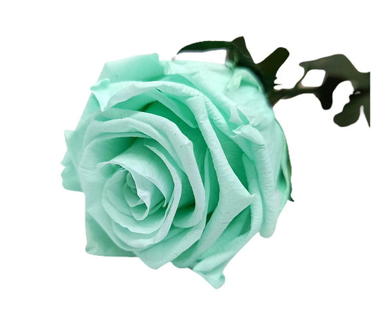 Mundo Eterno Rosa Preservada Verde Menta 55cm_0