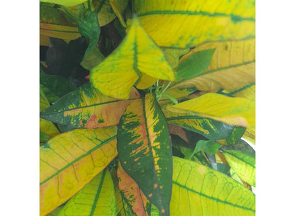 Croton Iceton M30 100-120cm_2