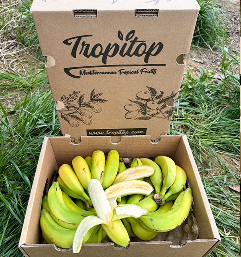 Caja De Plátanos De Canarias Tropitop Caja De 3kg_1