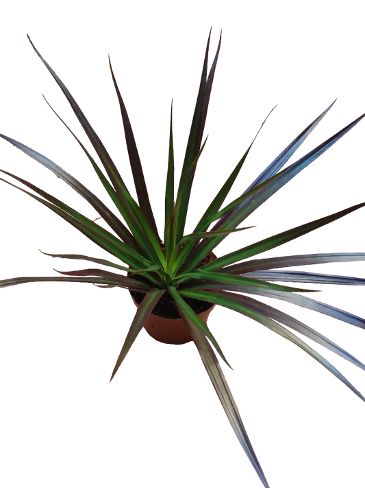 Dracaena Marginata Bicolor Roja Planta De Interior Purificante Ø9_0