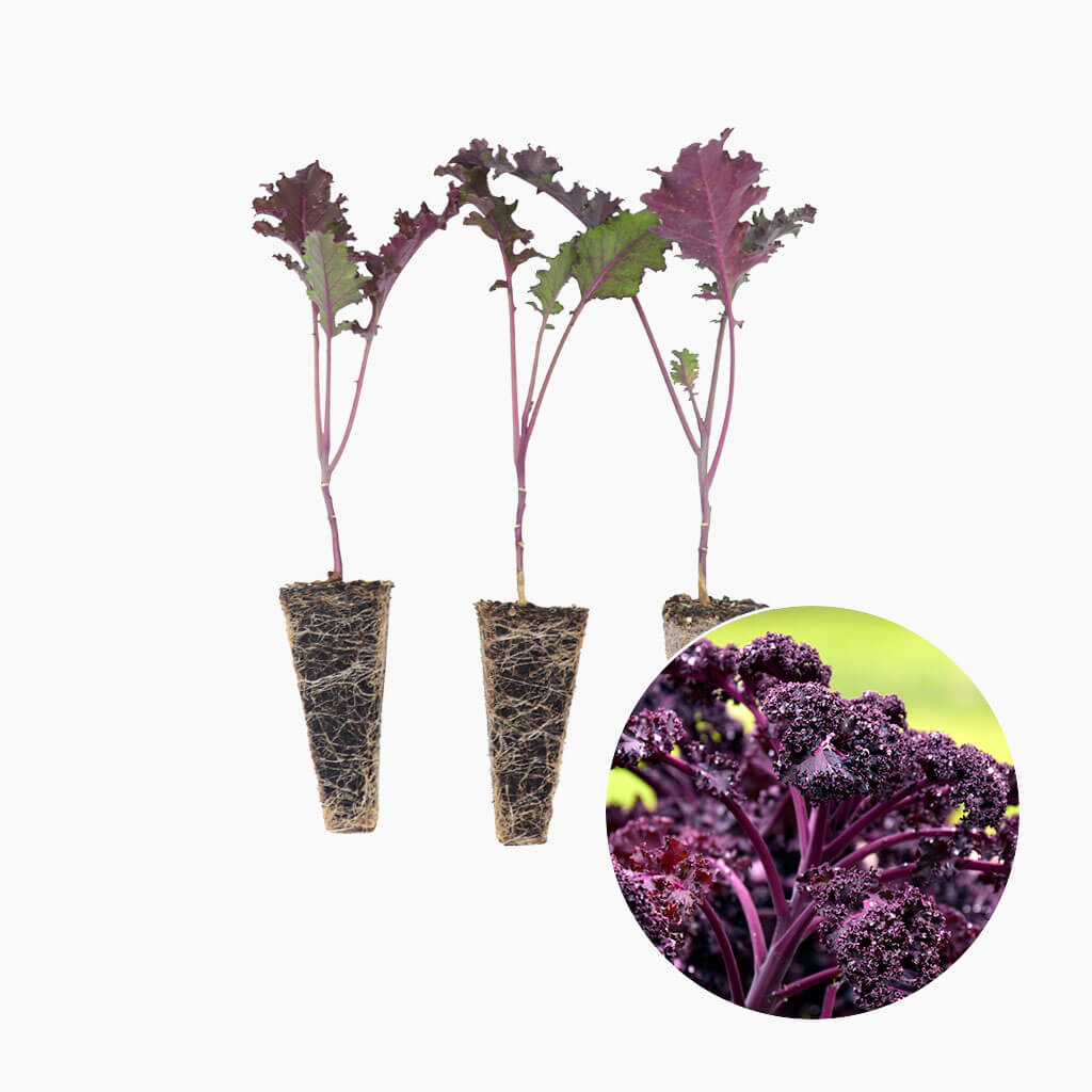 Plantón Col Kale Morada 3 Unidades - PlantaBo_0