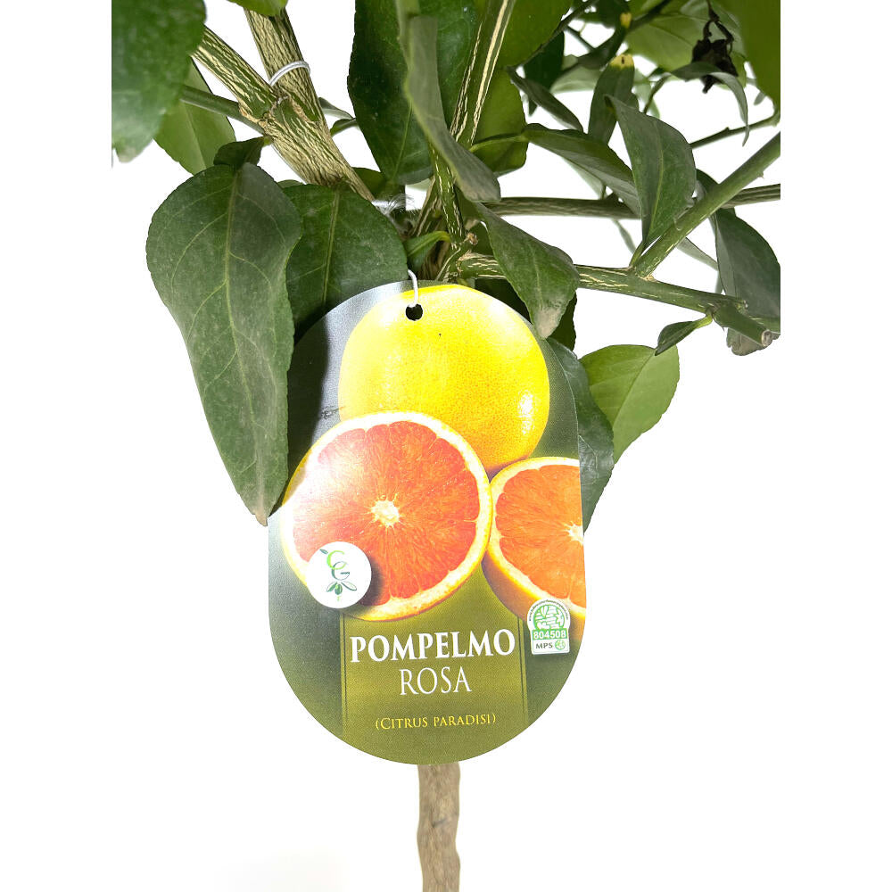Pomelo Rosa M20 90cm_2