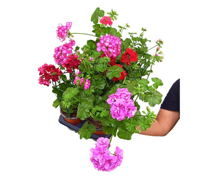 Gitanilla Murciana Rejilla M13 (pelargonium Peltatum)_0