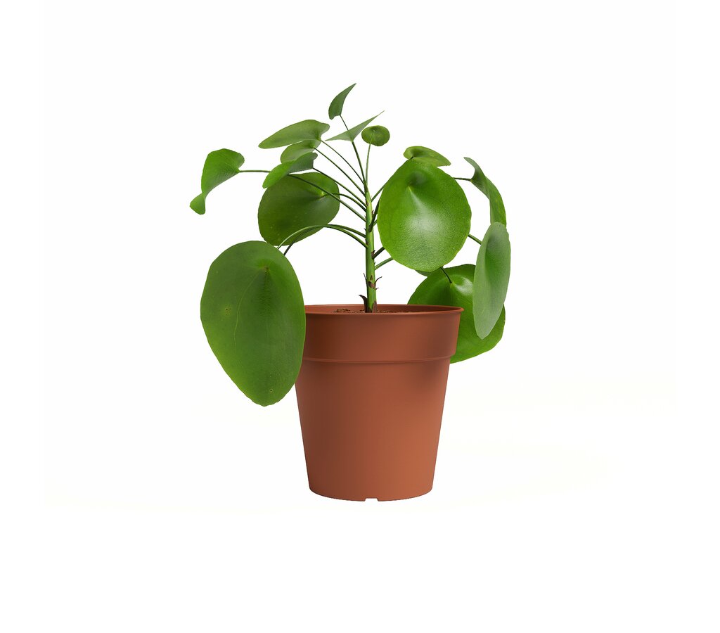 Artevasi Macetero Madagascar Terracota 17 Cm De Plástico Reciclado_0