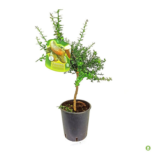 Citrus Caviar Australasica Rosso M21 65cm_0